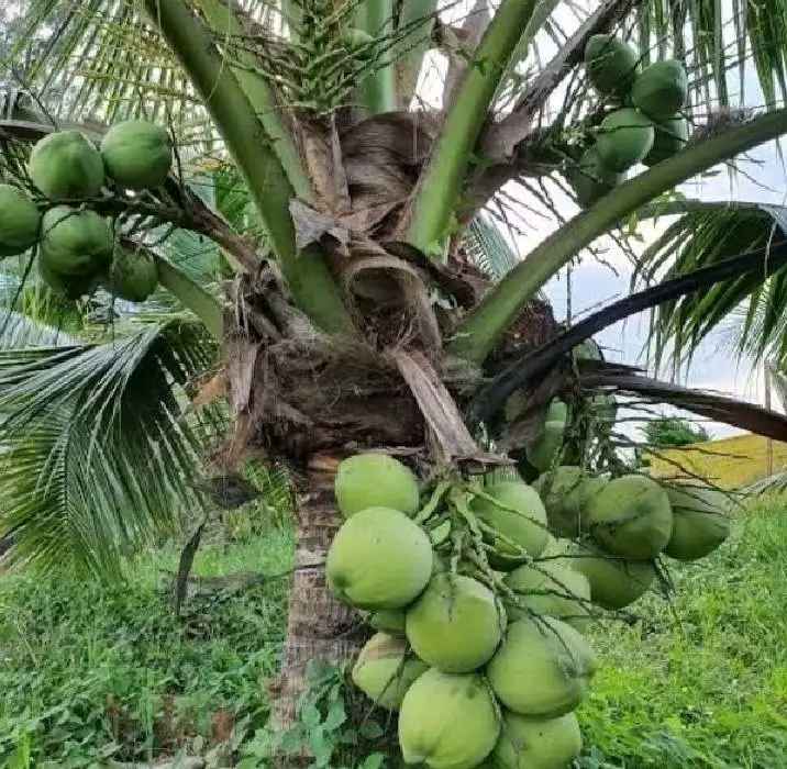 Bibit Kelapa Kopyor Dan Alpukat Jumbo 1 5 Kg